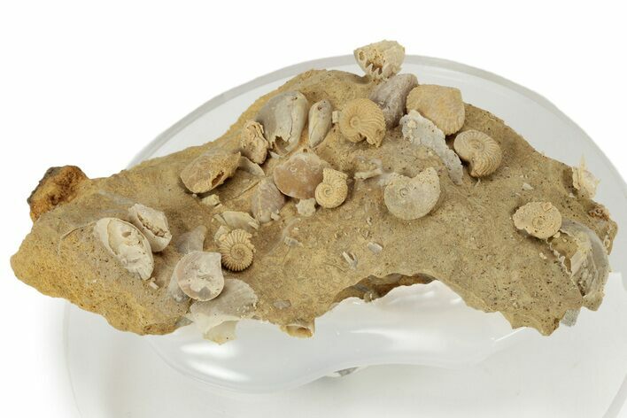 Miniature Fossil Cluster (Ammonites, Brachiopods) - France #237052